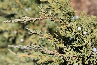 Juniperus chinensis 'Maney' (Maney Chinese Juniper), leaf, fall