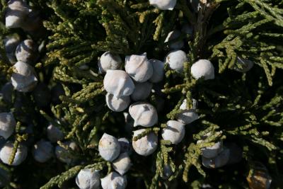 Juniperus chinensis 'Shoosmith' (Shoosmith Chinese Juniper), cone, mature