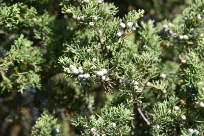 Juniperus chinensis 'Obelisk' (Obelisk Chinese Juniper), infructescence