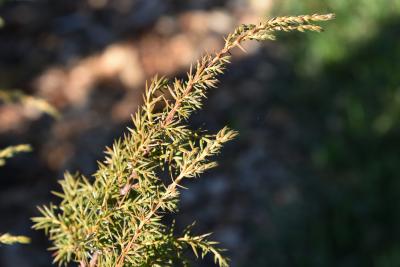 Juniperus communis var. depressa (Ground Juniper), bark, twig
