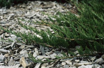 Juniperus horizontalis (Trailing Juniper), habit, spring