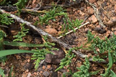 Juniperus horizontalis (Trailing Juniper), bark, twig