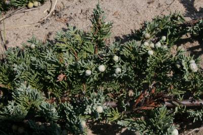 Juniperus horizontalis (Trailing Juniper), cone, immature