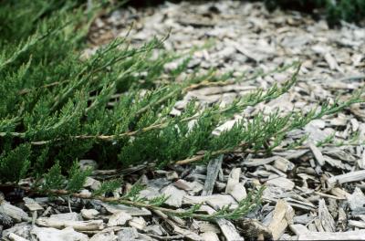 Juniperus horizontalis (Trailing Juniper), habit, spring