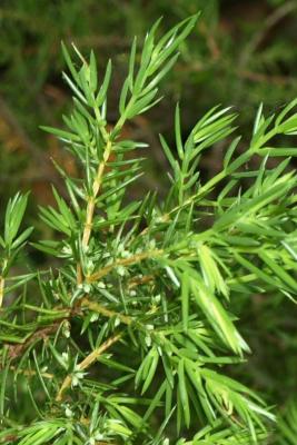 Juniperus communis var. depressa (Ground Juniper), leaf, spring