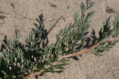 Juniperus horizontalis (Trailing Juniper), cone, pollen