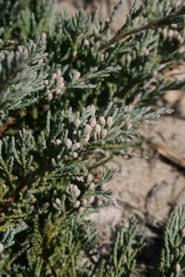 Juniperus horizontalis (Trailing Juniper), cone, pollen