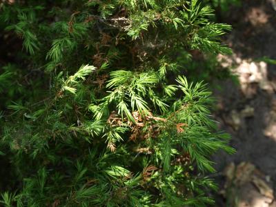 Juniperus communis var. depressa (Ground Juniper), leaf, summer