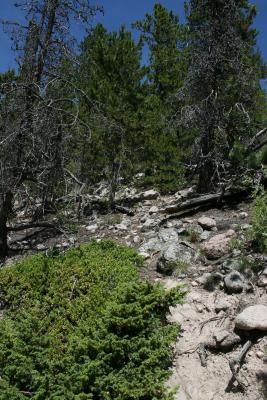 Juniperus communis var. depressa (Ground Juniper), habitat