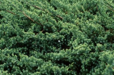 Juniperus procumbens (Japanese Garden Juniper), habit, spring
