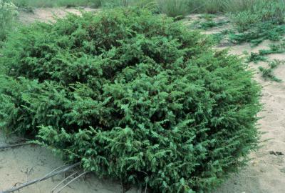 Juniperus communis var. depressa (Ground Juniper), habit, summer