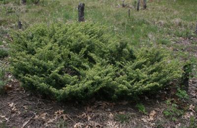 Juniperus communis var. depressa (Ground Juniper), habit, spring