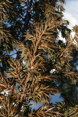 Juniperus communis var. depressa (Ground Juniper), leaf, lower surface