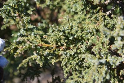 Juniperus squamata var. fargesii (Farges' Himalayan Juniper), cone, immature