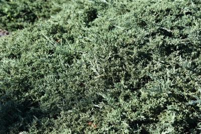 Juniperus virginiana 'Silver Spreader' (Silver Spreader Eastern Red-cedar), habit, fall
