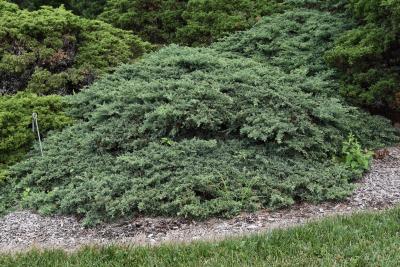 Juniperus virginiana 'Silver Spreader' (Silver Spreader Eastern Red-cedar), habit, summer