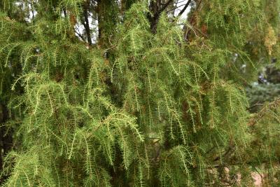 Juniperus rigida (Needle Juniper), habit, summer