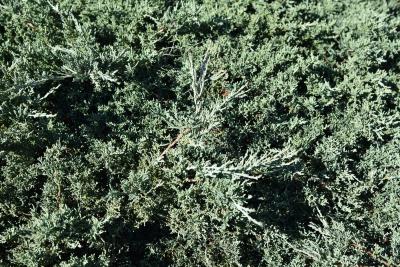 Juniperus virginiana 'Silver Spreader' (Silver Spreader Eastern Red-cedar), habit, fall