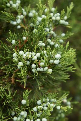 Juniperus virginiana 'Cupressifolia' (Hillspire Eastern Red-cedar), cone, immature