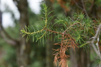 Juniperus rigida (Needle Juniper), leaf, summer