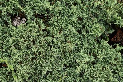 Juniperus virginiana 'Silver Spreader' (Silver Spreader Eastern Red-cedar), leaf, summer