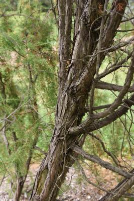 Juniperus rigida (Needle Juniper), bark, trunk