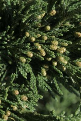 Juniperus virginiana 'Globosa' (Globe Eastern Red-cedar), cone, pollen