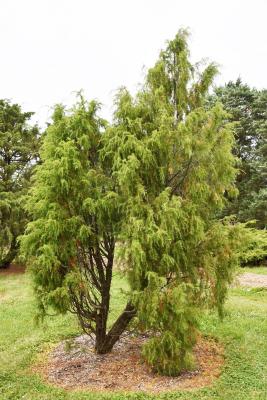 Juniperus rigida (Needle Juniper), habit, summer