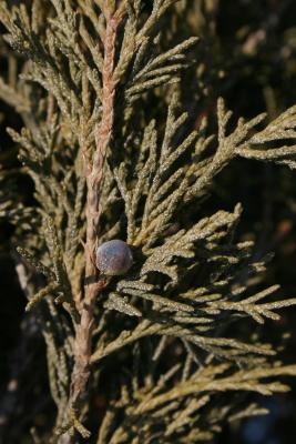 Juniperus scopulorum (Rocky Mountain Juniper), cone, mature