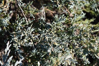 Juniperus scopulorum 'Silver King' PP1186 (Silver King Rocky Mountain Juniper), cone, pollen