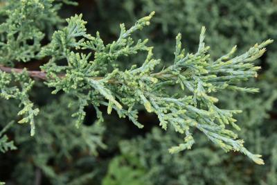 Juniperus virginiana 'Silver Spreader' (Silver Spreader Eastern Red-cedar), leaf, new