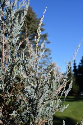 Juniperus scopulorum 'Blue Heaven' (Blue Heaven Rocky Mountain Juniper), leaf, mature