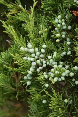 Juniperus virginiana 'Cupressifolia' (Hillspire Eastern Red-cedar), cone, immature