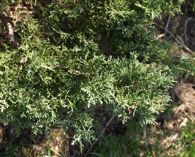 Juniperus virginiana var. virginiana (Eastern Red-cedar), leaf, spring