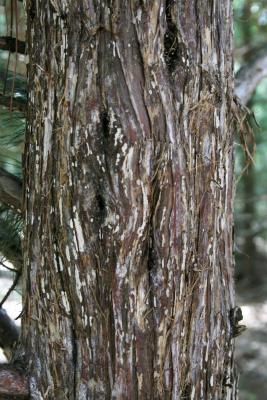 Juniperus virginiana var. virginiana (Eastern Red-cedar), bark, trunk