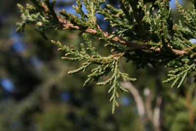 Juniperus virginiana var. virginiana (Eastern Red-cedar), leaf, fall