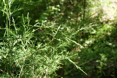Juniperus virginiana var. silicola (Southern Red-cedar), leaf, summer