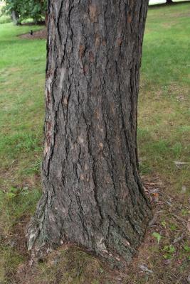 Larix decidua (European Larch), bark, trunk