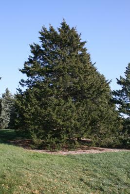 Juniperus virginiana var. virginiana (Eastern Red-cedar), habit, fall
