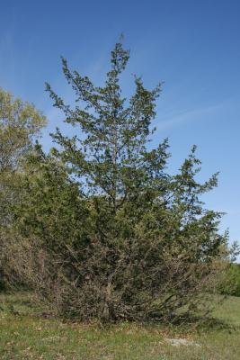 Juniperus virginiana var. virginiana (Eastern Red-cedar), habit, summer