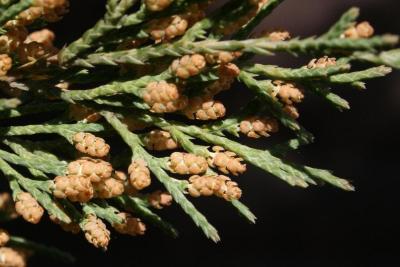 Juniperus virginiana var. virginiana (Eastern Red-cedar), cone, pollen