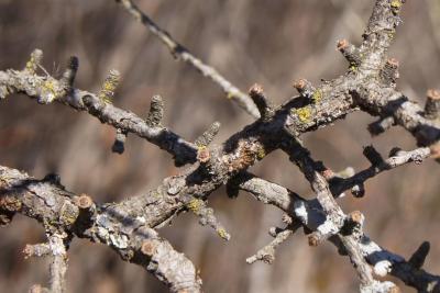 Larix laricina (Tamarack), bark, twig