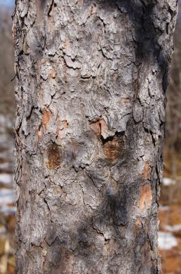 Larix laricina (Tamarack), bark, trunk