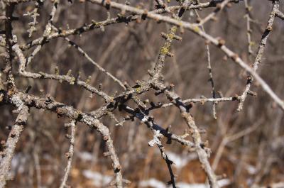 Larix laricina (Tamarack), bark, twig