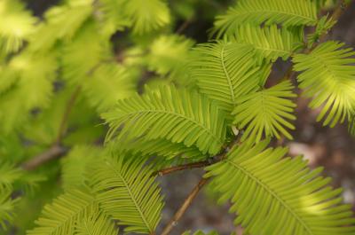 Metasequoia glyptostroboides 'Ogon' (Gold Rush Dawn-redwood), leaf, spring