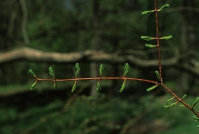 Metasequoia glyptostroboides (Dawn-redwood), bark, twig