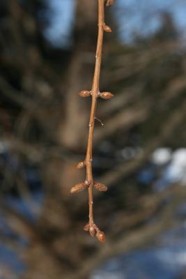 Metasequoia glyptostroboides (Dawn-redwood), bud, lateral &amp; terminal