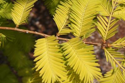 Metasequoia glyptostroboides 'Ogon' (Gold Rush Dawn-redwood), bark, twig