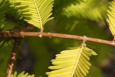 Metasequoia glyptostroboides 'Ogon' (Gold Rush Dawn-redwood), bark, twig