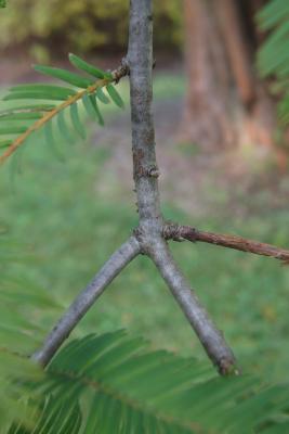 Metasequoia glyptostroboides (Dawn-redwood), bark, branch